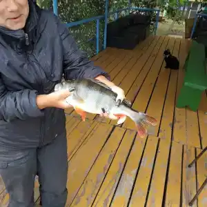 Бодрость - 55