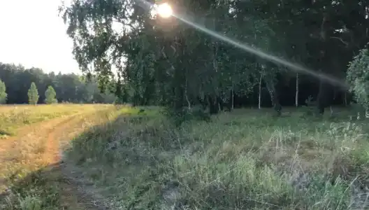 Незабудка - 9