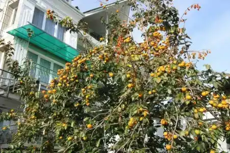 у Афанасия - 9
