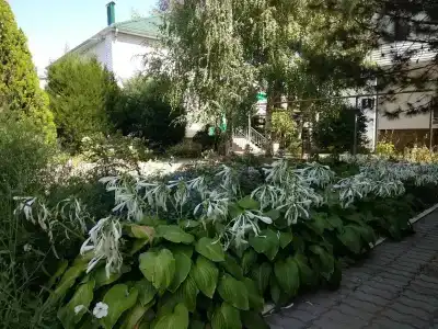 Зелёный огонёк - 2