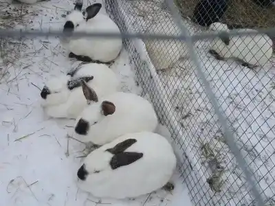 Александровский спас - 31