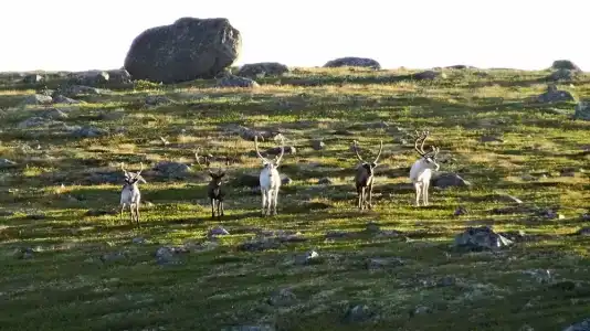 Олёнка лодж - 50