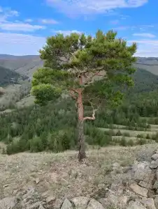 Нурали - 12