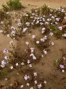 Электра Холидей - 69