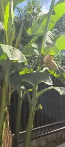 Александр - 15