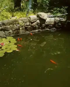 Дом Солнца - 29