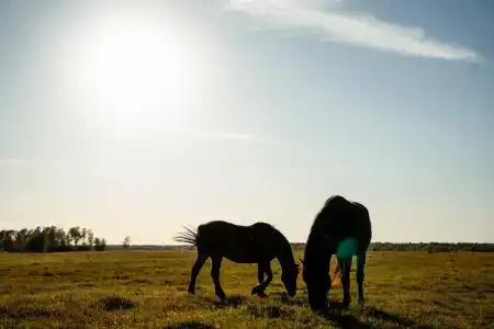 Королевская охота - 29