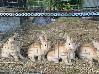 Замок La Ferme de Reve - 44