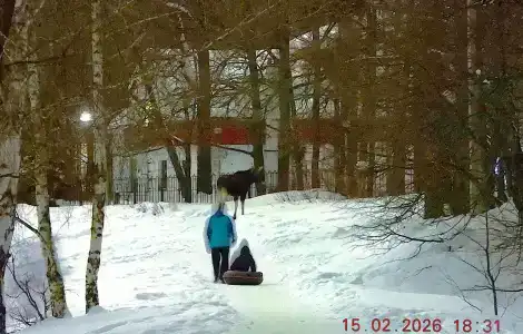 Лесная - 44