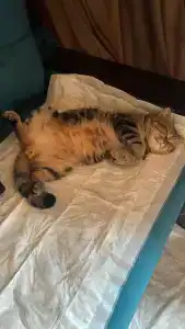 Серёжкино - 56