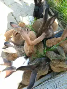 Глэмпинг  Прованс - 20