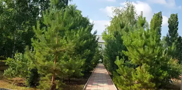 Рябинушка - 17