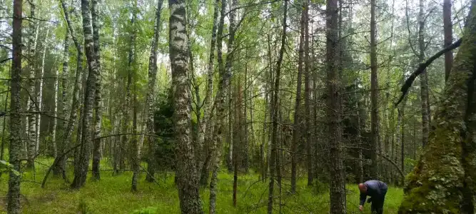 Сечуга - 45