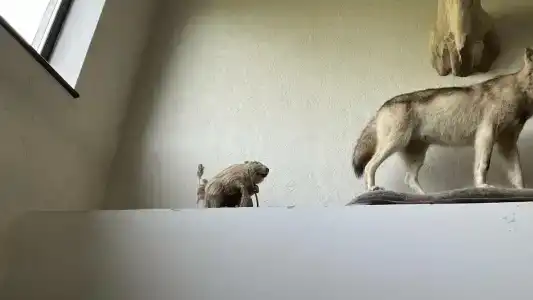 Grand Adventure - 95