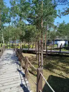 Лес - 16