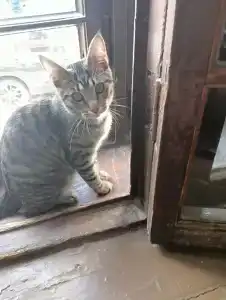 Корюшка Пошла - 52