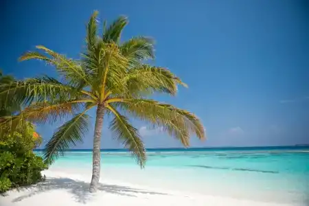 Biyadhoo Island Resort - 34