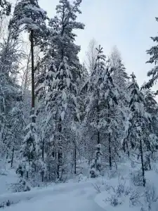 Орехово Лес - 45