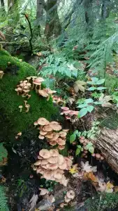 Forest Aura - 25