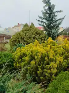 Вишневая поляна - 12