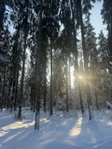 Жар-Птица - 45