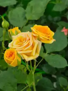 Кулаково - 77