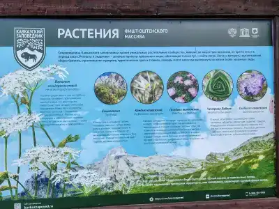 Фишт - 31