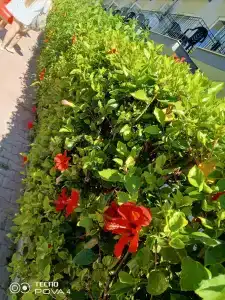 Armas Garden - 45