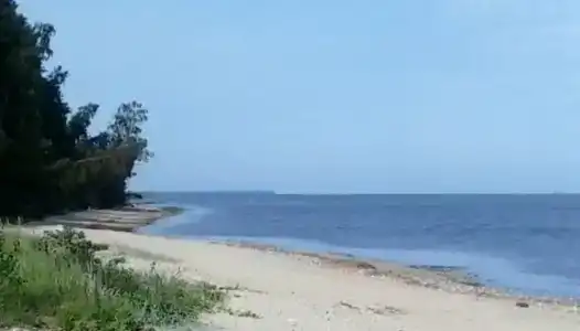 Сосны, Ели и Залив - 9