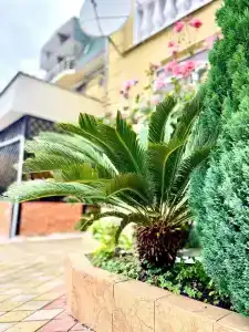 Дом Солнца - 37