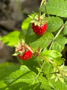 Русский лес - 65