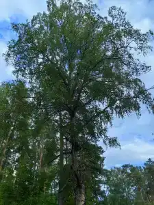 Мыс Черемуховый - 35