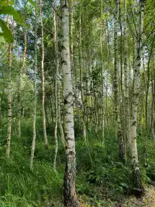 Ильинка Вилладж - 6