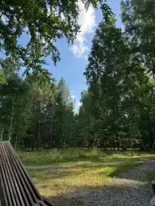 Ветер в соснах - 38