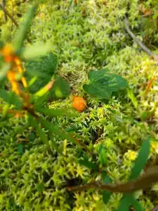 Коккосалма - 60