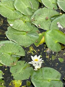 РиверСайд - 97