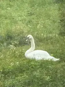 Заокские поля - 91