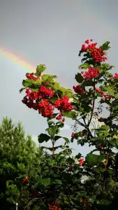 Арт-усадьба АРШин - 32