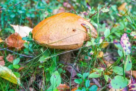 Круиз Вилладж - 92