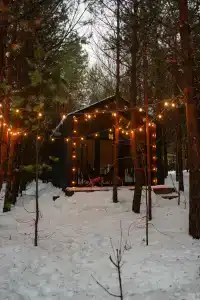 Сосны. Пространствие - 11