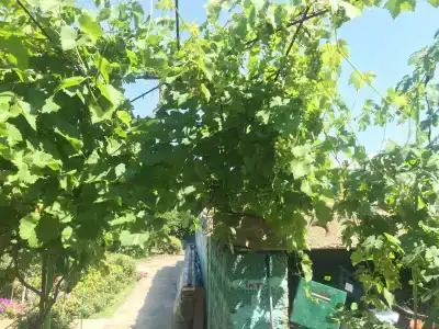 Manor Beach Kazantip - 49