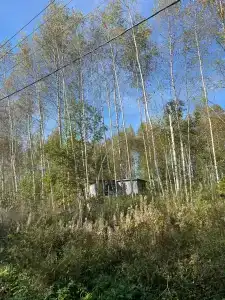 Run For Rest в лесу - 0