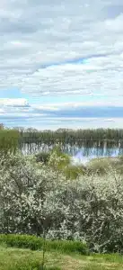 Каштан - 45