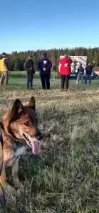 База отдыха Некрасовские Дачи - 60