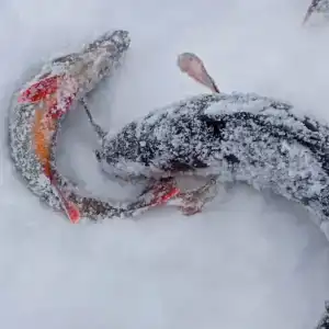 Карельские пороги - 1