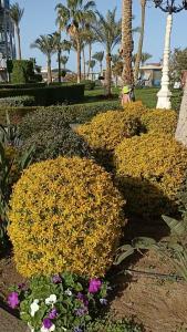 Titanic Palace - Families and Couples only - 94