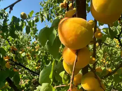 Анна Крым - 36