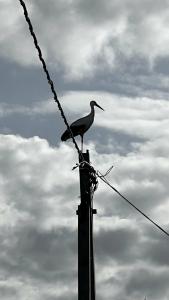 Дом Аиста - 46