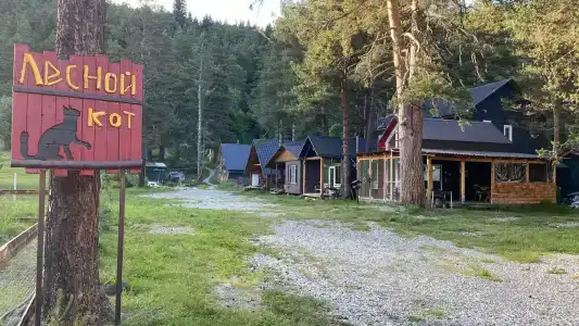 Лесной Кот - 0