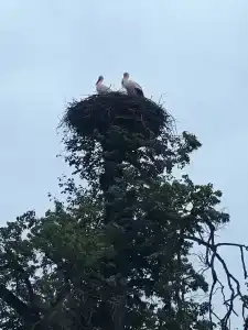 Свяцкі Палац - 11